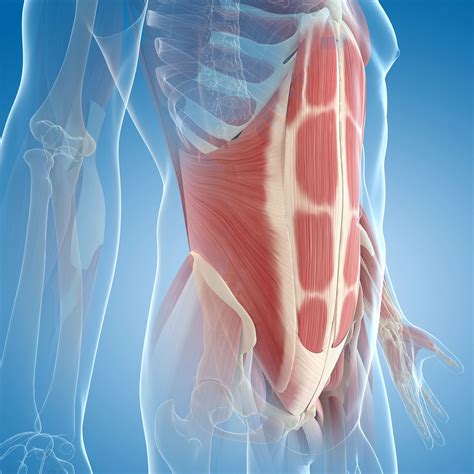 Abdominal Muscles Location and Function