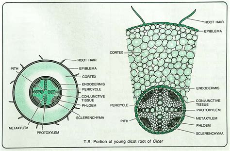 Root Anatomy || Monocot And Dicot Root Cross Section