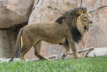 SAN DIEGO ZOO SAFARI PARK WELCOMES MALE LION | East County Magazine