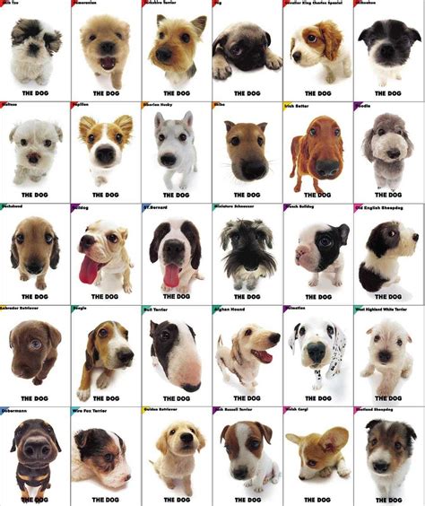 Dog Breeds All Types - inbabu