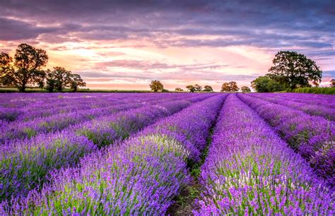 lavendel tapete,lavendel,englischer lavendel,himmel,lila,feld (#923358 ...