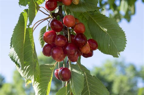 15+ Different Types of Cherry Trees (Cherry Tree Varieties) - PlantSnap