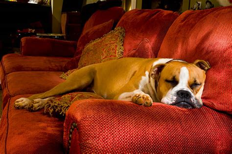 460+ Boxer Dog Sleeping Stock Photos, Pictures & Royalty-Free Images ...