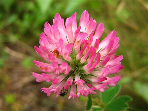 Pink Clover Flower by Melissa Parks