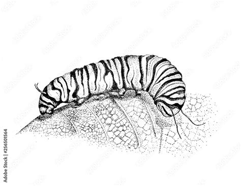 Caterpillar Drawing, Pen and ink Illustration, Caterpillar Art, Hand ...