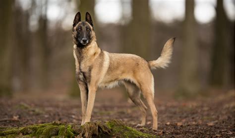 Belgian Malinois Breed Facts and Information | PetCoach