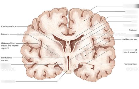 Coronal Brain Diagram