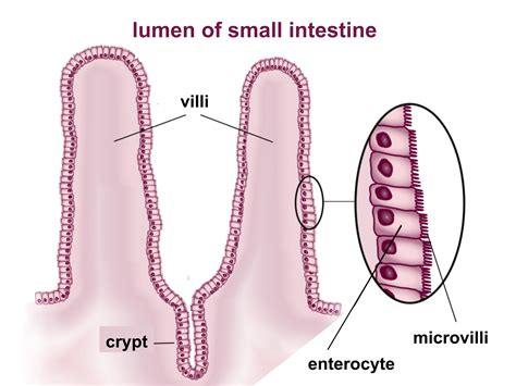 Where are villi? What is their location and function?