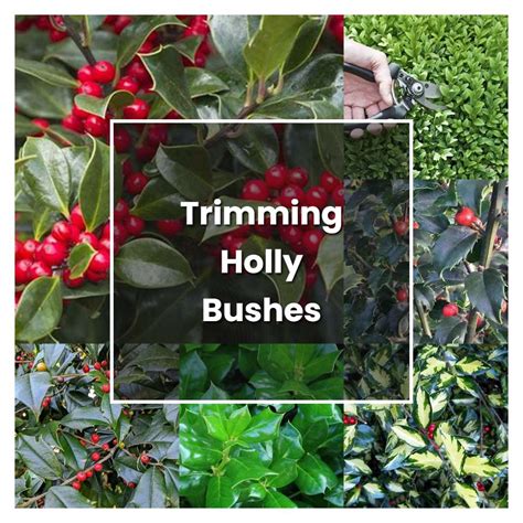 How to Grow Trimming Holly Bushes - Plant Care & Tips | NorwichGardener