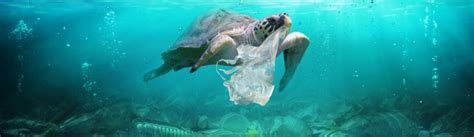 10 Facts About Single-use Plastic Bags