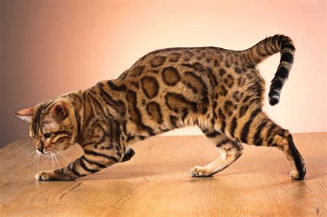 Bengali cat | Bengal cat, Silver bengal cat, Bengal cat breeders