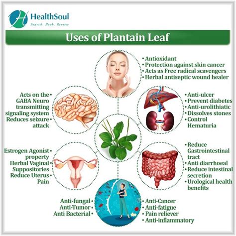 Health Benefits of Plantain Leaf - Healthsoul