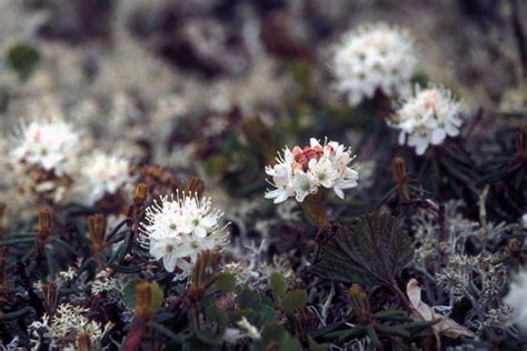 Plants Of The Taiga: A List Of Taiga Plants With Pictures & Facts