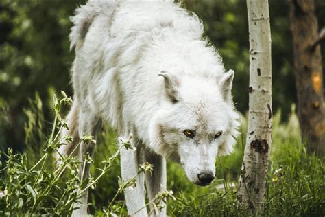 How do wolves help their prey by hunting them? - The Wolf Center