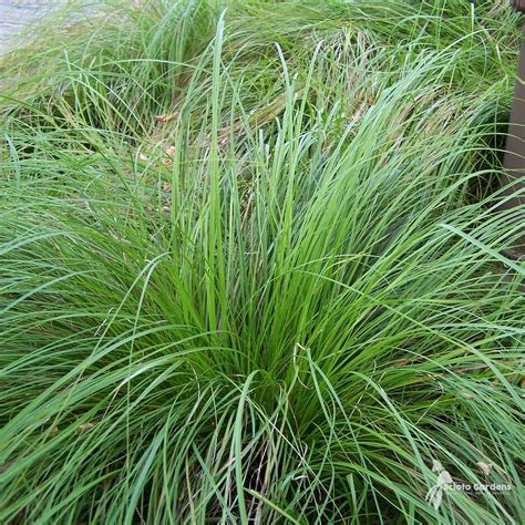 Carex pensylvanica #1 (Pennsylvania / Oak Sedge) - Scioto Gardens Nursery