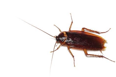 Free Cockroach Transparent, Download Free Cockroach Transparent png ...