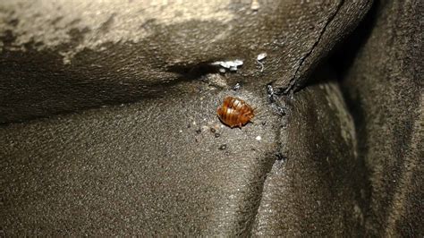 What Are The Signs Of A Bed Bug Infestation?