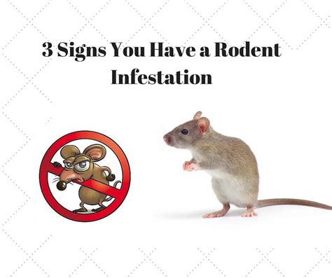 3 Signs You Have a Rodent Infestation - Interior Design, Design News ...