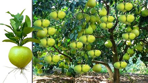 Unique skill growing Pomelo tree from pomelo fruit by new technique ...