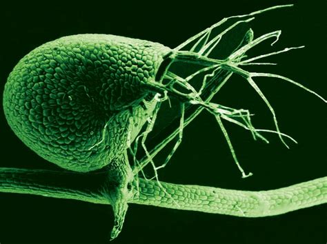 Carnivorous bladderwort has a tiny genome but loads of genes ...