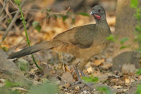 Birdfinders – Birdwatching Holidays – Texas – Spring