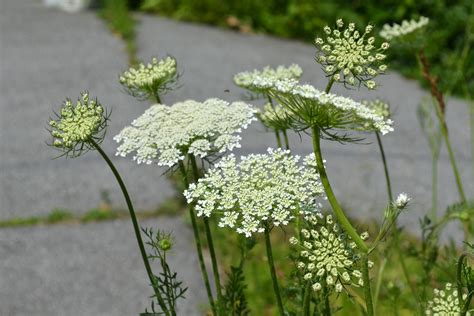 Queen Anne's Lace - Watching for WildflowersWatching for Wildflowers