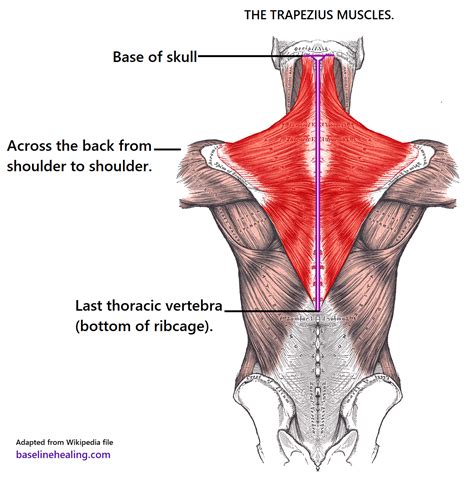 trapezius muscles anatomy attachments in detail