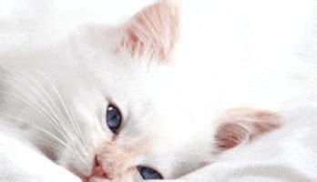 Sleepy Kitten GIFs - Find & Share on GIPHY