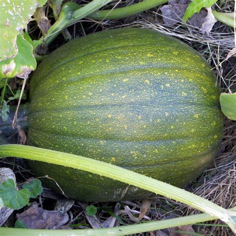 Seeds for Tatume Summer Squash | Cucurbita pepo | Amkha Seed