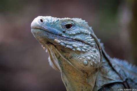 Female Blue Iguana | Will Burrard-Lucas