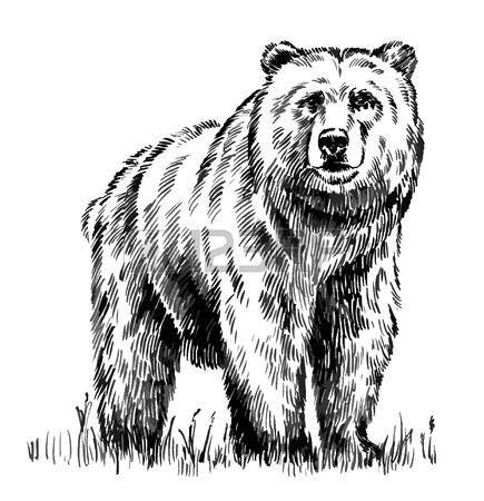 a black and white drawing of a bear standing in the grass with its ...