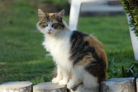 Hip Dysplasia in Cats: A Helpful Guide | Canna-Pet®