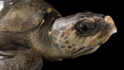 Olive Ridley Sea Turtle | National Geographic