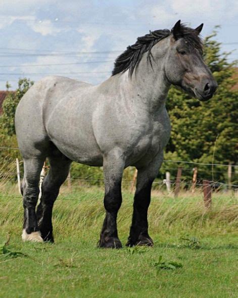 Best 25+ Belgian Horse ideas on Pinterest | Draft horse breeds, Belgian ...