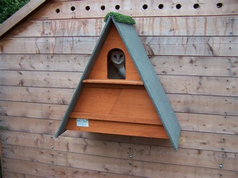 Golden Brown Barn Owl Box - The Owl Box