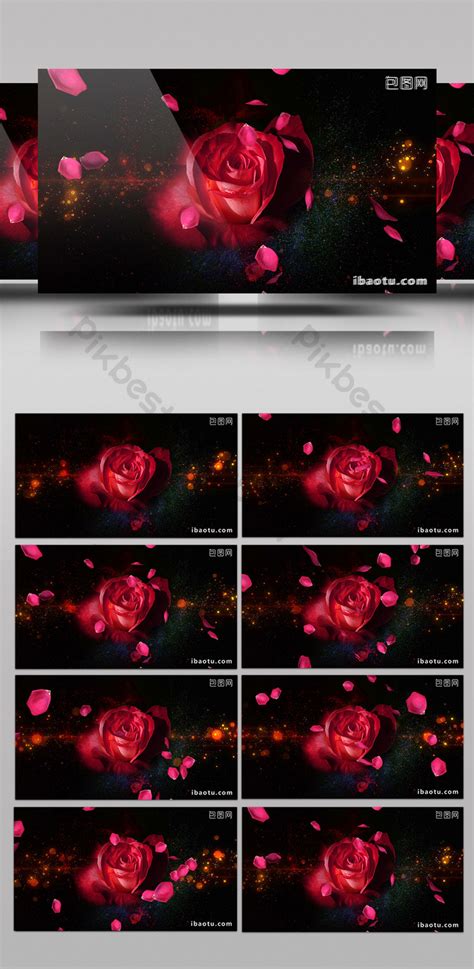 Original beautiful petal video background | Video MP4 Free Download ...