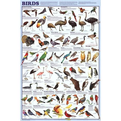 Birds Educational Science Chart Poster 24 x 36 - Walmart.com - Walmart.com