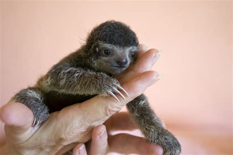 Baby Sloths: Everything you always wanted to know - Sloth Conservation