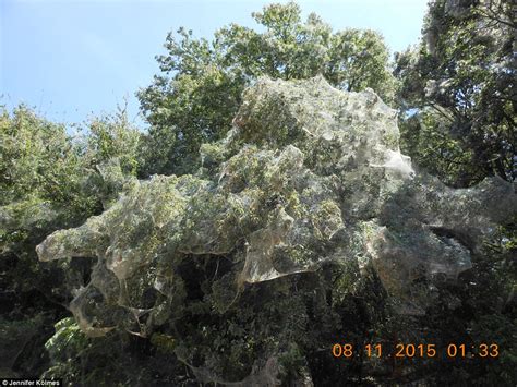 Thousands of rare spiders spin a gigantic web through Texas park ...