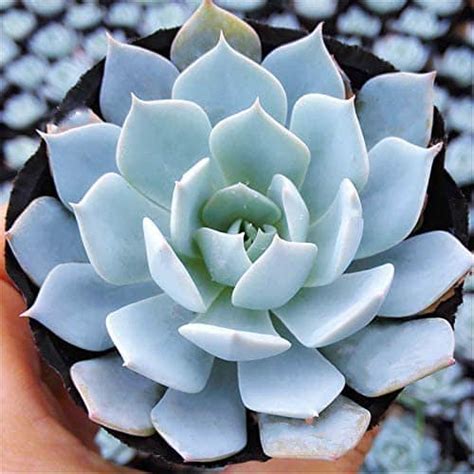 9 Amazing Blue Succulents (Guide With Pictures) - Succulents Network