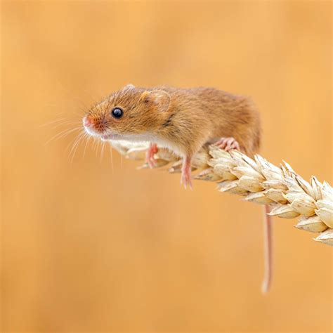 Field Mouse, Field Mice. Any of various small mice or voles, especially ...