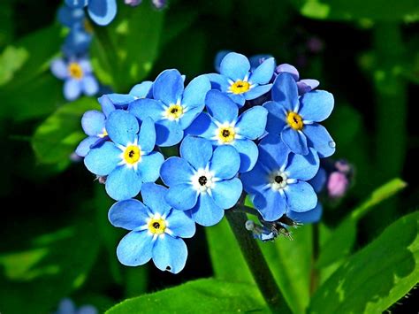 Forget Me Not Flowers Are an Appeal for Love and a Longing to Be Remembe...