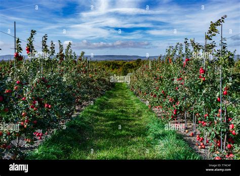 Honeycrisp apples in an orchard; Annapolis Valley, Nova Scotia, Canada ...