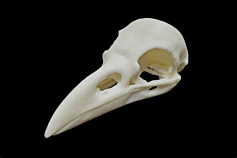 Carrion Crow Skull Replica Animal Skull 3D Printed - Etsy