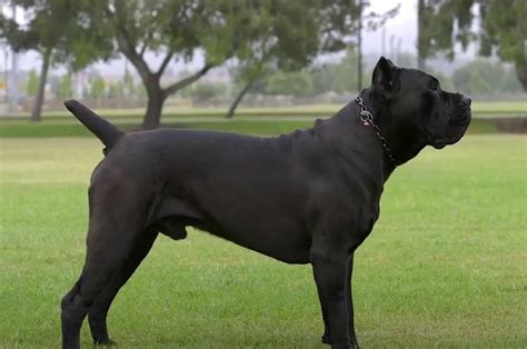 Cane Corso Size: how big is Cane Corso full grown? - YOUR MASTIFF