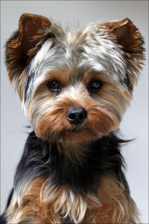 5 Things You Didn't Know About Yorkie Hairstyles | yorkie hairstyles ...