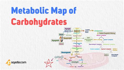 Metabolic Map of Carbohydrates - Introduction