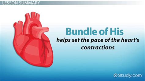 Bundle of His: Definition, Function & Anatomy - Video & Lesson ...