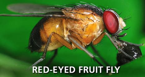 FRUIT FLY ID : Fruit Fly Identification : Identify Fruit Flies : Corky ...