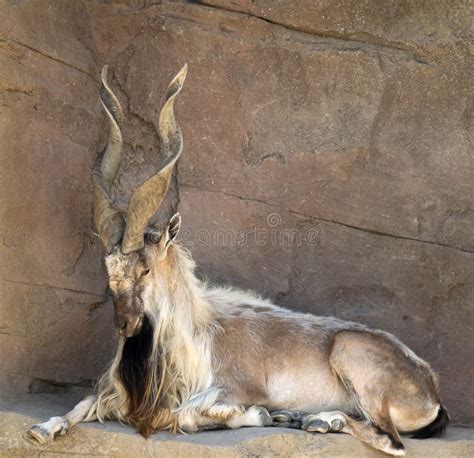 Markhor Goat with Twisted Horns Stock Image - Image of wildlife, goat ...